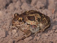 0007 Knoblauchkröte